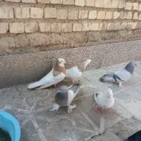 کبوتر