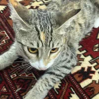 واگذاری گربه dsh رایگان