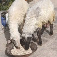 فروش بره