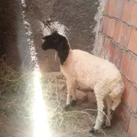 فروش گوسفند ماده