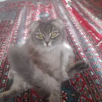 گربه بریتیش چین چیلا رنگ سیلور