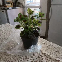 گل حسن یوسف قیمت ۲۰۰