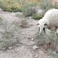 بره