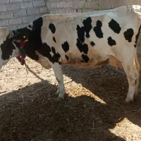 فروش 1راس گاو