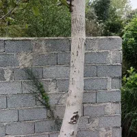 درخت گردو