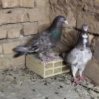 کفتر سار سرور شهرستانی