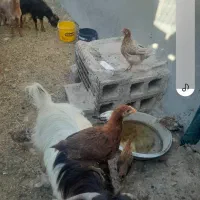 ۸عدد جوجه محلی اصل روستایی و ۱ عدد مرغ تخم گذار