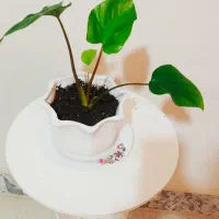 حراج|حراج|سرپل ذهاب, |دیوار