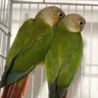 طوطی گرینچیک