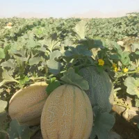 خربزه جانا