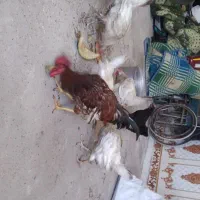 ۷عدد مرغ تخمگذار با خروسشان
