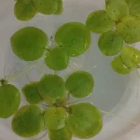 کاهو رو ابی