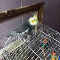 پرنده