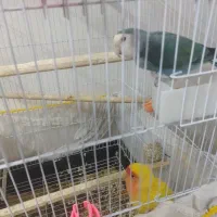 جفت کوتوله برزیلی