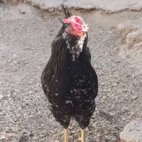 خروس گلین فول (مخصوص نسل کشی)