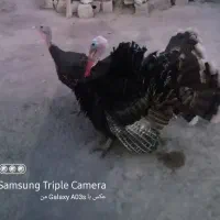 بوقلمون نر وماده محلی