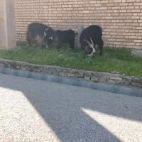 بز بیگ فروشی|حیوانات مزرعه|گتوند, |دیوار