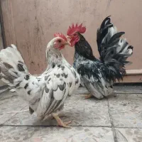 خروس چاپنیز پا کوتاه