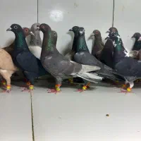 دسته ۲۵تایی ماده پرشی