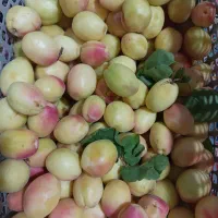 قیصی رسیده درجه یک