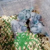 راهب سرلاکی / شاه تخم