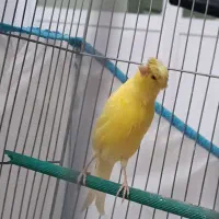 قناری طلایی نر معاوضه