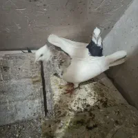 یک جفت طوقی