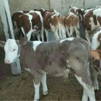 فروش ویژه سیمنتال اصیل بندرترکمن و آق قلا