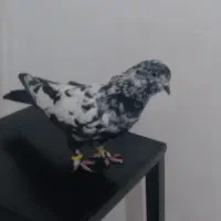 کبوتر