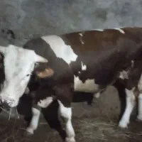 گاونر گوشتی