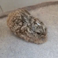 بچه خرگوش
