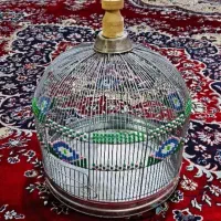 جوجه 8عدد از آبو گل در اومده