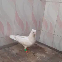 کفتر|پرنده|کارون, |دیوار