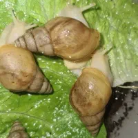 خانه به دوش مناسب نگهداری در آپارتمان