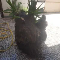 تنه گل یوکا هیولا فقط ۳۵۰۰ تومن