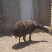 گوسفند چاق