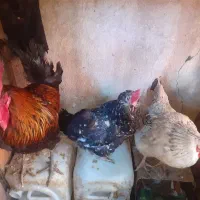 مرغ و خروس محلی تخم گذار