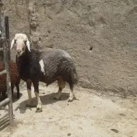بره قوچ