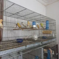 فروش جوجه قناری