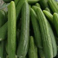 خیار محلی تازه ولوبیا سبز