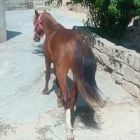 اسب  پونی  مخصوص کودکان(توضیحات رو بخونید)