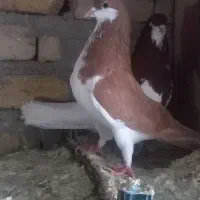 چپ زرد ماده