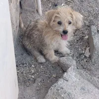 سگ پا کوتاه