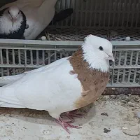 جفت طوقی نر زرد خال سیاه