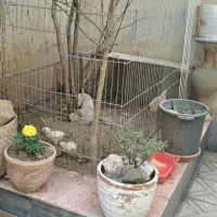 نگهداری وقبول واگذاری  ، جوجه، مرغ ،خروس،