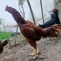 خروس لاری یک