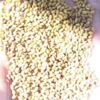 فروش انواع بذر یونجه