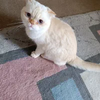 گربه اسکاتیش نر