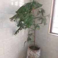 کاج مطبق ۱۸۰ سانتی متری