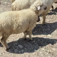 بهبهان لیکک